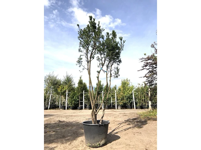 Venijnboom taxus 'hicksii', meerstammig, wintergroen, ca. 250 cm hoog - afbeelding 1 van  1