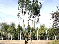 Venijnboom taxus 'hicksii', meerstammig, wintergroen, ca. 250 cm hoog - afbeelding 1 van  1