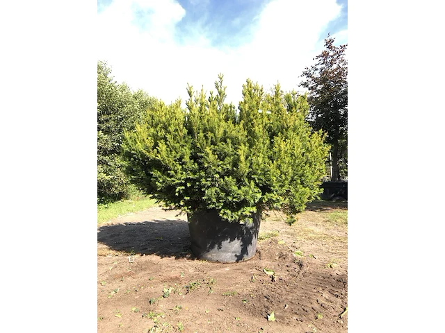 Venijnboom taxus 'hicksii', solitair, wintergroen, ca. 150 cm - afbeelding 1 van  1
