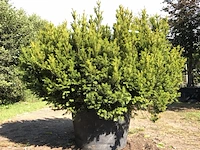 Venijnboom taxus 'hicksii', solitair, wintergroen, ca. 150 cm - afbeelding 1 van  1