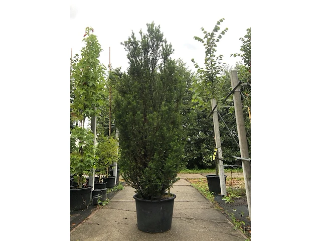 Venijnboom taxus 'hicksii', zuilvorm, wintergroen, ca. 225 cm hoog - afbeelding 1 van  1
