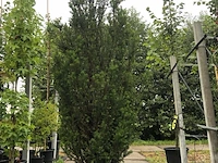 Venijnboom taxus 'hicksii', zuilvorm, wintergroen, ca. 225 cm hoog - afbeelding 1 van  1