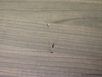 Vergader/bureautafel (inklapbaar) op wielen v.v. stekkerblok - 280x110x72cm - afbeelding 10 van  11