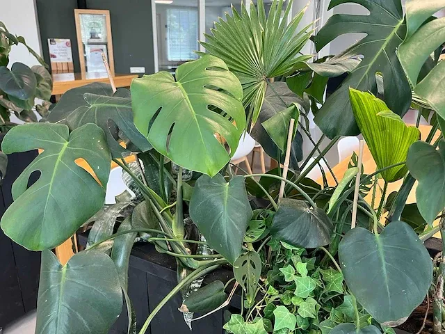 Verrijdbare plantenbak met planten - afbeelding 3 van  7