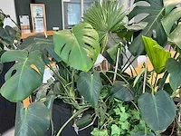 Verrijdbare plantenbak met planten - afbeelding 3 van  7