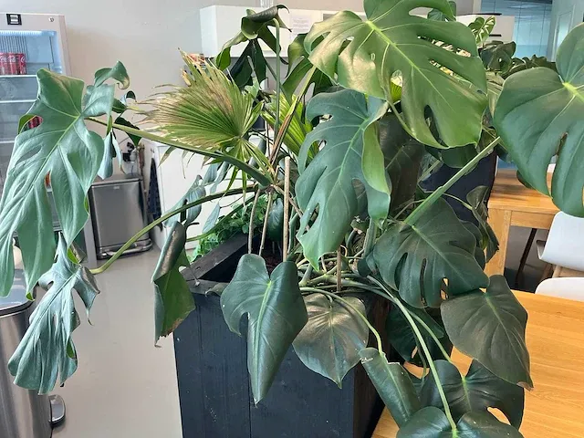 Verrijdbare plantenbak met planten - afbeelding 5 van  7
