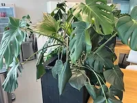 Verrijdbare plantenbak met planten - afbeelding 5 van  7