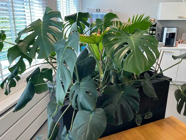 Verrijdbare plantenbak met planten - afbeelding 6 van  7