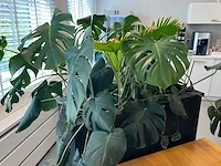 Verrijdbare plantenbak met planten - afbeelding 6 van  7