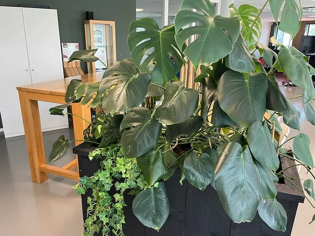 Verrijdbare plantenbak met planten - afbeelding 3 van  10
