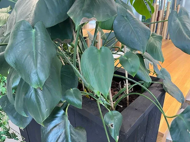Verrijdbare plantenbak met planten - afbeelding 5 van  10