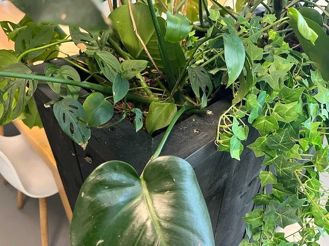 Verrijdbare plantenbak met planten - afbeelding 6 van  10