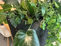 Verrijdbare plantenbak met planten - afbeelding 6 van  10