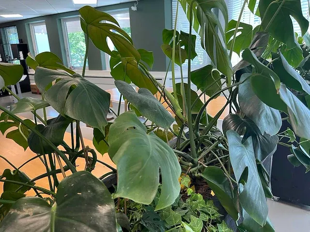 Verrijdbare plantenbak met planten - afbeelding 7 van  10