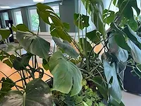 Verrijdbare plantenbak met planten - afbeelding 7 van  10