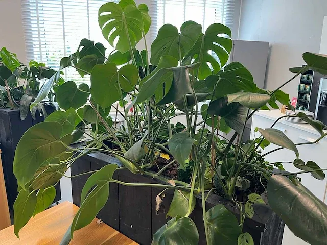 Verrijdbare plantenbak met planten - afbeelding 8 van  10