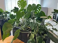 Verrijdbare plantenbak met planten - afbeelding 8 van  10