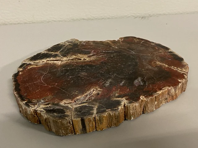 Versteend hout plak - afbeelding 1 van  5