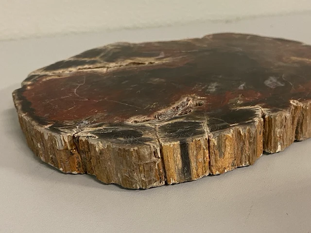Versteend hout plak - afbeelding 2 van  5