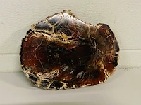 Versteend hout plak - afbeelding 3 van  5