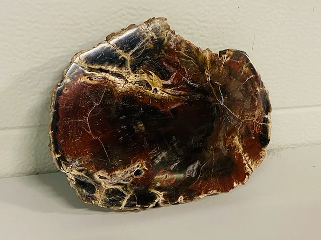 Versteend hout plak - afbeelding 4 van  5