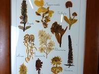Verzameling droogbloemen achter glas en in houten lijsten - afbeelding 2 van  5