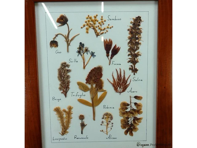 Verzameling droogbloemen achter glas en in houten lijsten - afbeelding 3 van  5