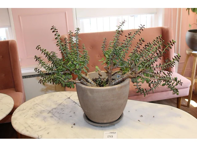 Vetplant in pot. hoogte 60 cm. - afbeelding 1 van  2