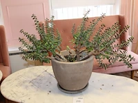 Vetplant in pot. hoogte 60 cm. - afbeelding 1 van  2