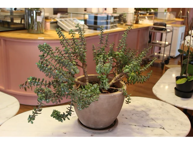 Vetplant in pot. hoogte 60 cm. - afbeelding 2 van  2