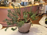 Vetplant in pot. hoogte 60 cm. - afbeelding 2 van  2