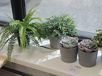 Vier kunstplanten in pot. hoogte pot 10 cm. - afbeelding 2 van  2
