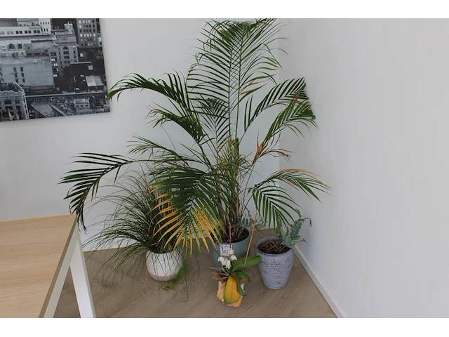 Vier planten in pot. - afbeelding 1 van  2