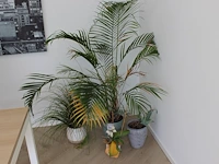 Vier planten in pot. - afbeelding 1 van  2