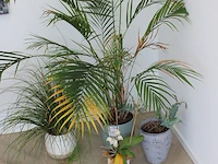 Vier planten in pot. - afbeelding 2 van  2