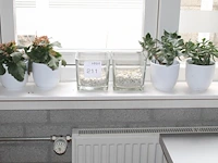 Vier vetplanten in pot met doorsnede 15 cm en twee glazen potten. - afbeelding 1 van  1