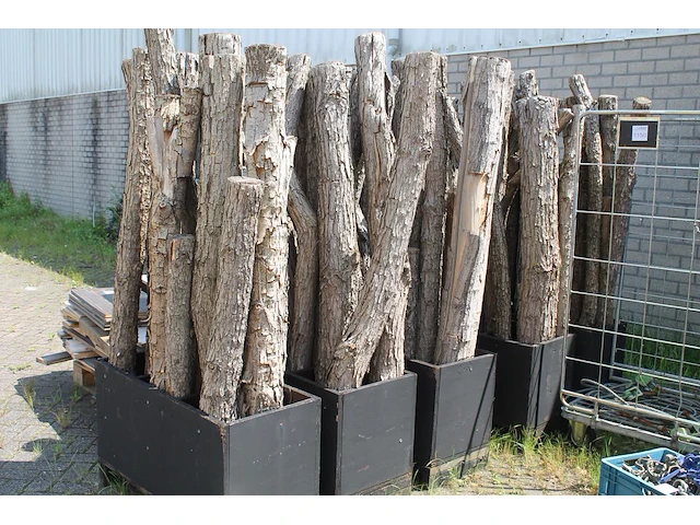 Vijf bakken met decoratie-boomstammen met hoogte circa 200 cm. - afbeelding 2 van  2