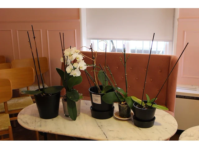 Vijf orchideenplanten in pot. - afbeelding 1 van  2
