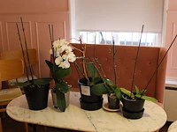 Vijf orchideenplanten in pot. - afbeelding 1 van  2