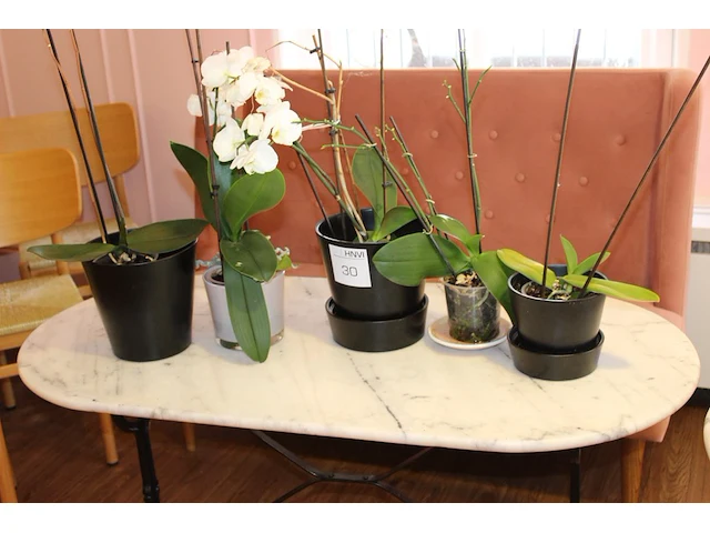 Vijf orchideenplanten in pot. - afbeelding 2 van  2