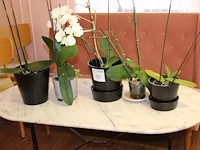 Vijf orchideenplanten in pot. - afbeelding 2 van  2