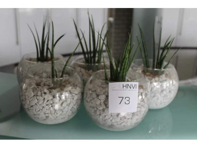 Vijf planten in glazen pot met doorsnede 18 cm. - afbeelding 1 van  1