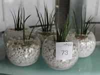 Vijf planten in glazen pot met doorsnede 18 cm. - afbeelding 1 van  1