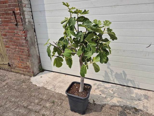 Vijgenboom - ficus carica - fruit tree - hoogte ca. 100 cm - afbeelding 1 van  2