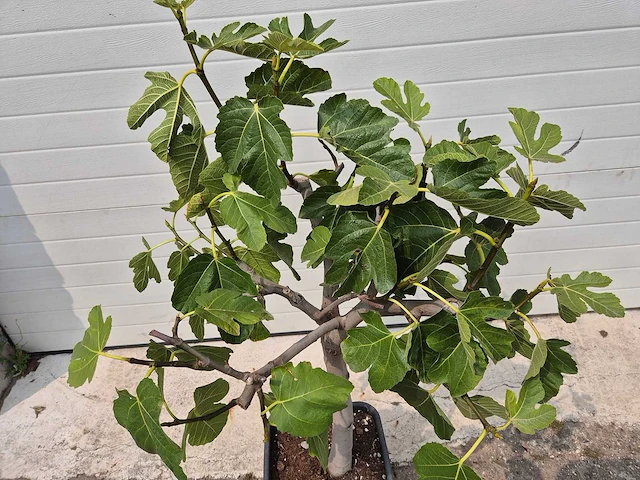 Vijgenboom - ficus carica - fruit tree - hoogte ca. 100 cm - afbeelding 2 van  2