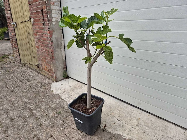 Vijgenboom - ficus carica - fruit tree - hoogte ca. 100 cm - afbeelding 1 van  2