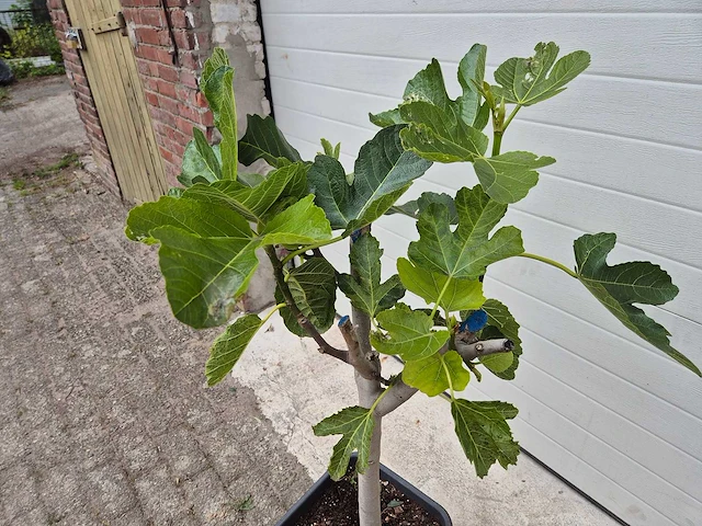 Vijgenboom - ficus carica - fruit tree - hoogte ca. 100 cm - afbeelding 2 van  2