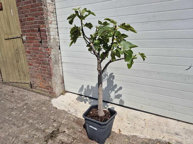 Vijgenboom - ficus carica - fruit tree - hoogte ca. 100 cm - afbeelding 1 van  2