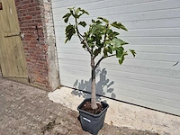 Vijgenboom - ficus carica - fruit tree - hoogte ca. 100 cm - afbeelding 1 van  2