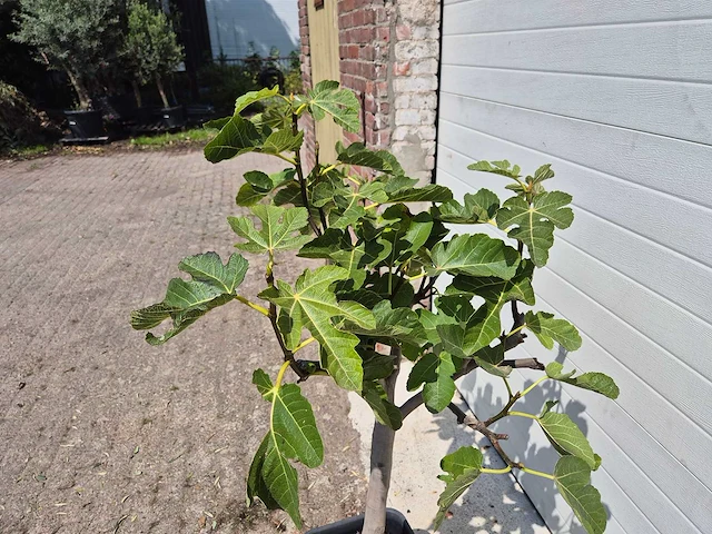Vijgenboom - ficus carica - fruit tree - hoogte ca. 100 cm - afbeelding 2 van  2